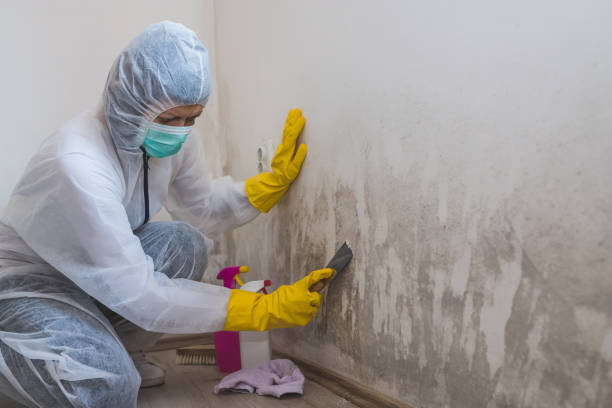 Professional Mold Removal in Tishomingo, OK