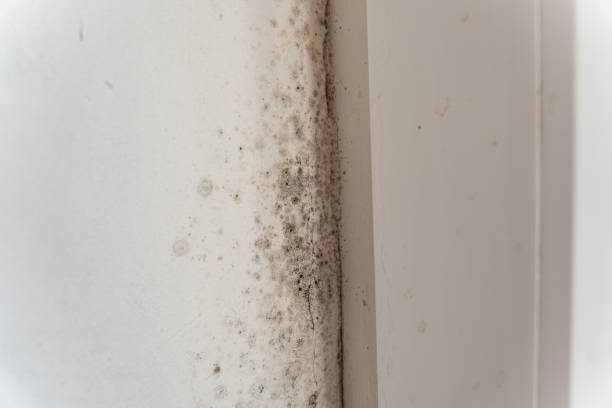 Mold Documentation for Insurance Claims in Tishomingo, OK